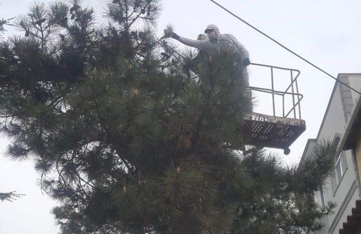 Tekirdağ’da çam kese böceğiyle mücadele G3