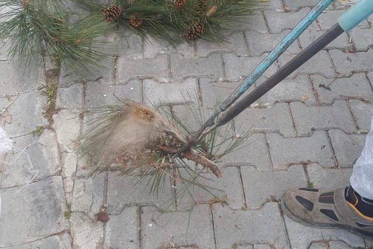 Tekirdağ’da çam kese böceğiyle mücadele G4