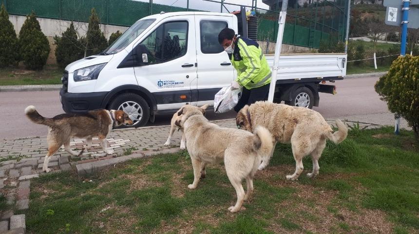 Büyükşehirden sokak hayvanlarına 20 ton mama