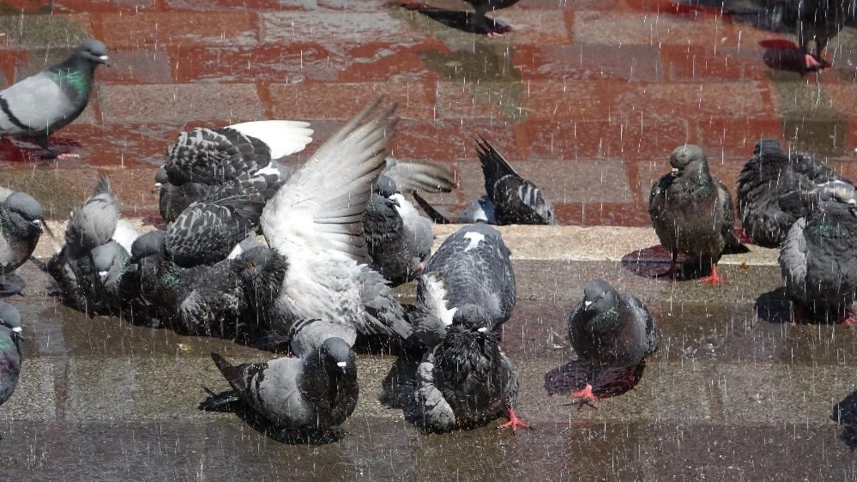 Sıcaktan bunalan g&uuml;vercinlere her g&uuml;n b&ouml;yle banyo yaptırıyor