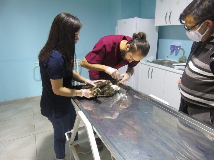 Bayburt’ta yaralı bulunan şahin ve baykuş tedavi edildi G1