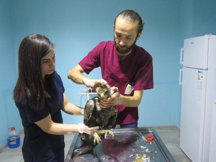 Bayburt’ta yaralı bulunan şahin ve baykuş tedavi edildi G2