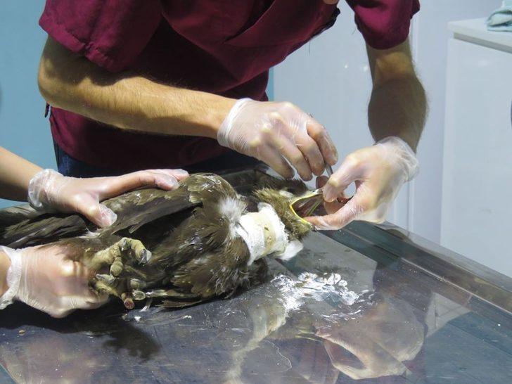 Bayburt’ta yaralı bulunan şahin ve baykuş tedavi edildi G3