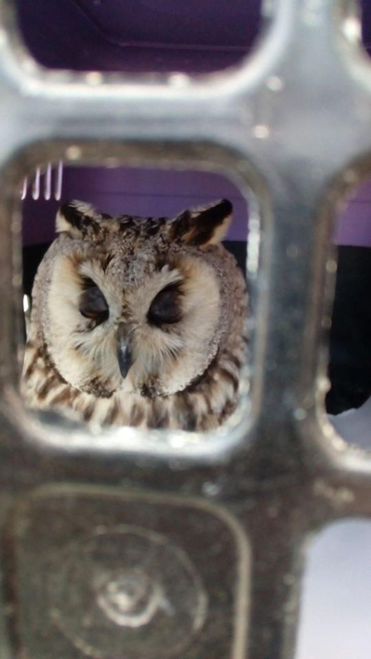 Bayburt’ta yaralı bulunan şahin ve baykuş tedavi edildi G4