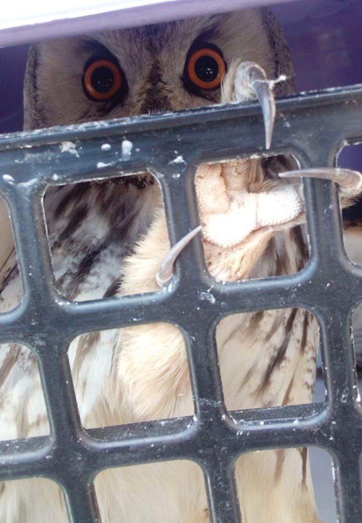 Bayburt’ta yaralı bulunan şahin ve baykuş tedavi edildi G5