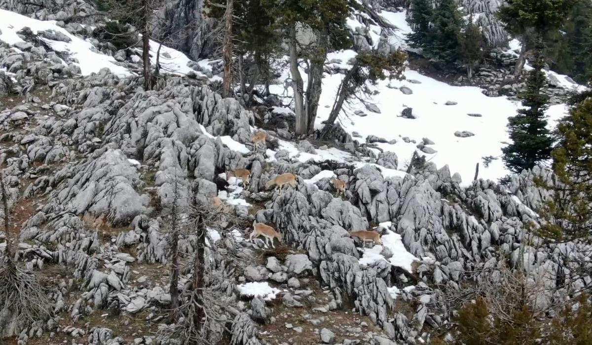 Toros Dağları'nda mest eden g&ouml;r&uuml;nt&uuml;! Yaban ke&ccedil;ileri dronla g&ouml;r&uuml;nt&uuml;lendi