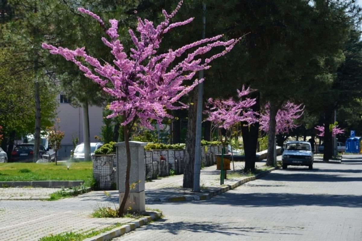 Gediz&rsquo;de baharın m&uuml;jdecisi erguvanlar g&ouml;z kamaştırıyor