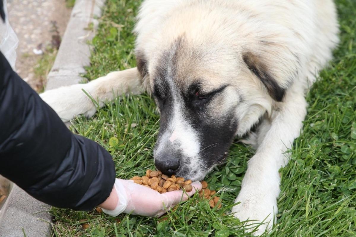 Doğa ve hayvanlar i&ccedil;in el ele