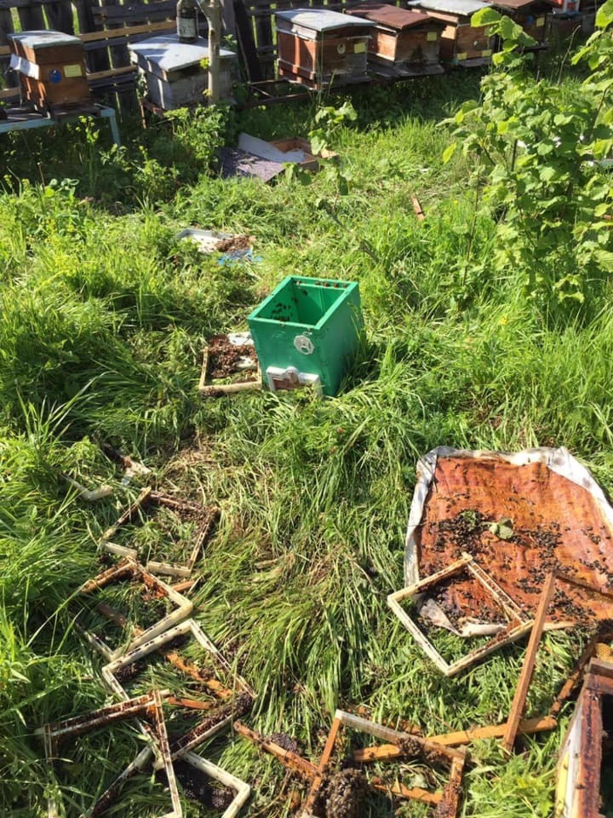 A&ccedil; ayı kovanlarını par&ccedil;aladı