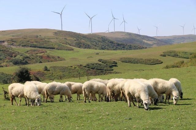 Ordu’da hayvancılığa büyük destek