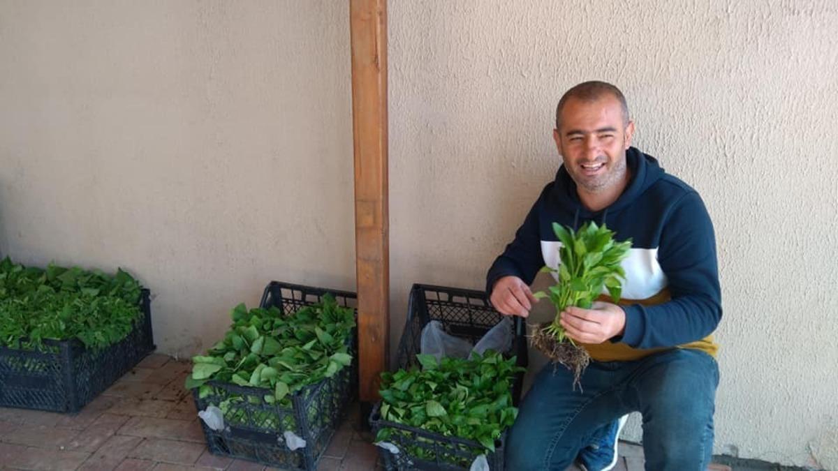 Kulp&rsquo;ta sebze fideleri satışa sunuldu