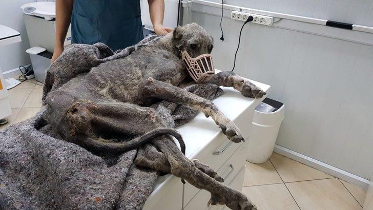 Kangal cinsi köpek açlıktan ölmek üzereyken bulundu G1