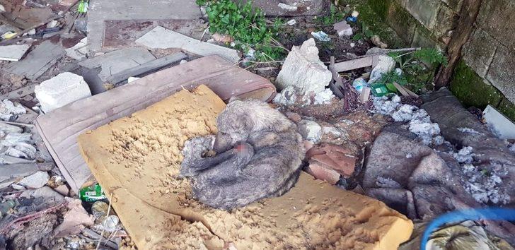 Kangal cinsi köpek açlıktan ölmek üzereyken bulundu G3