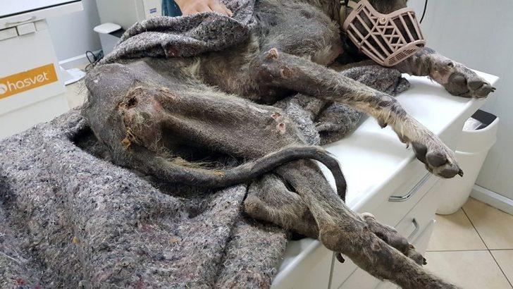 Kangal cinsi köpek açlıktan ölmek üzereyken bulundu G4