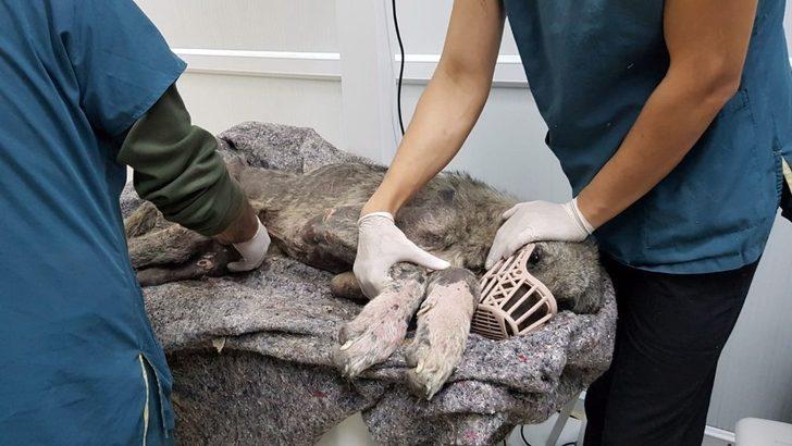 Kangal cinsi köpek açlıktan ölmek üzereyken bulundu G5