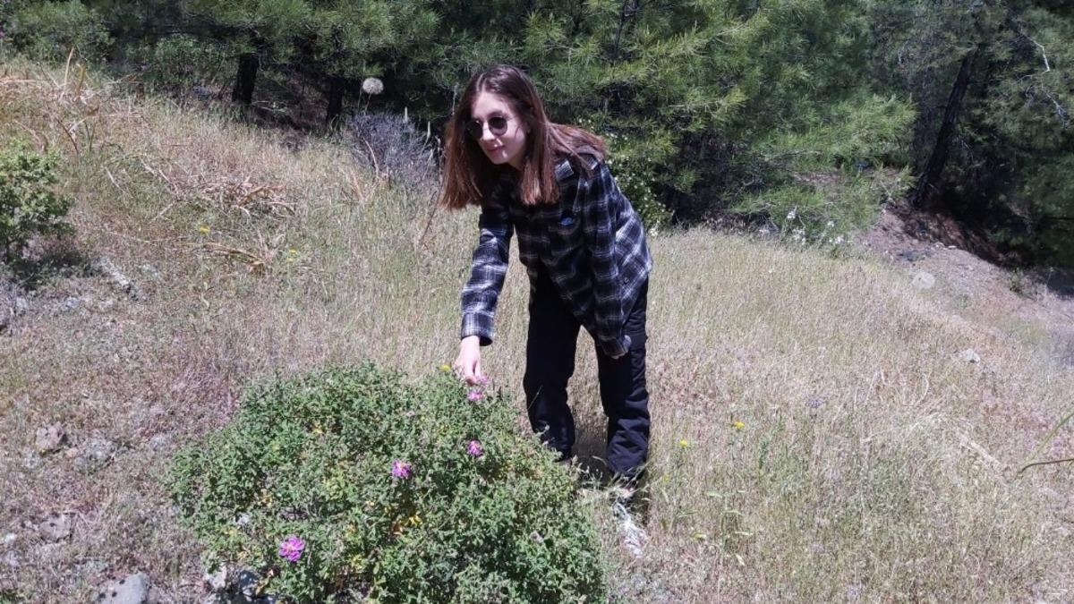 Dat&ccedil;a&rsquo;nın endemik kekiğine ilgi arttı