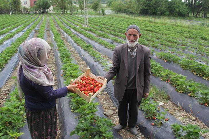 Sason’da korona virüs gölgesinde yılın ilk çilek hasadı başladı G1