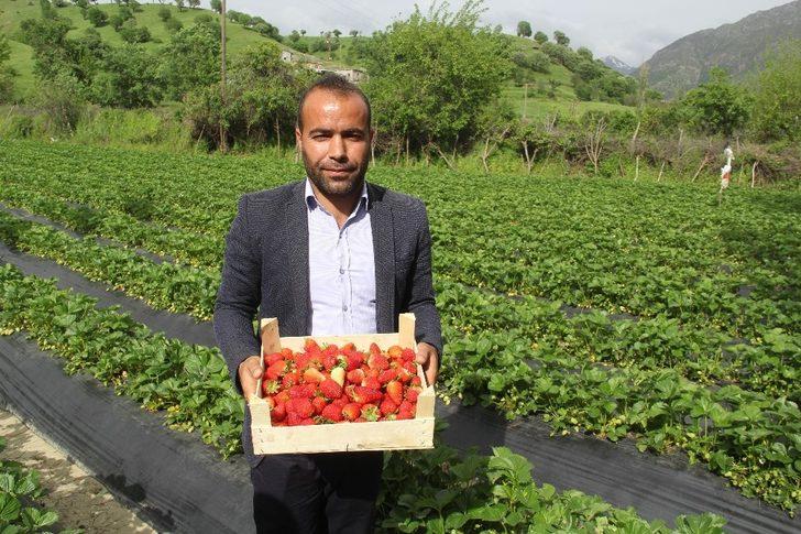 Sason’da korona virüs gölgesinde yılın ilk çilek hasadı başladı G2