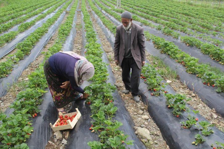 Sason’da korona virüs gölgesinde yılın ilk çilek hasadı başladı G3
