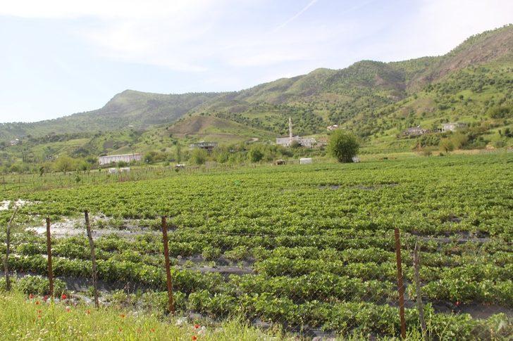 Sason’da korona virüs gölgesinde yılın ilk çilek hasadı başladı G4