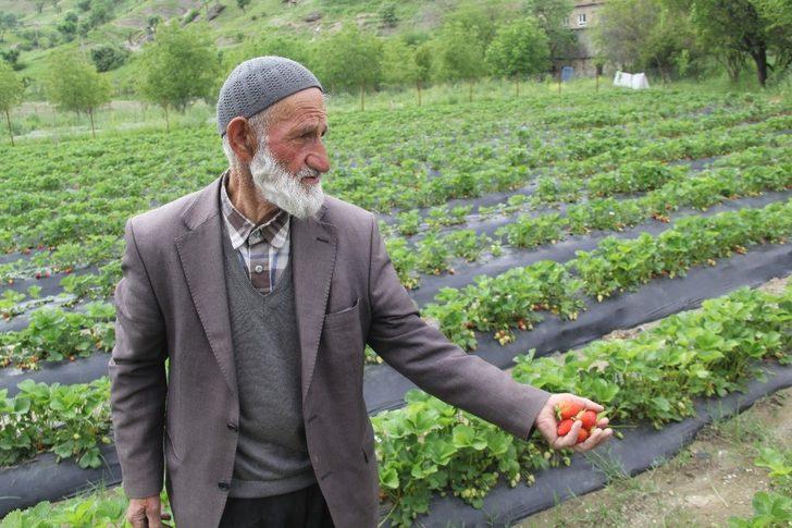 Sason’da korona virüs gölgesinde yılın ilk çilek hasadı başladı G5
