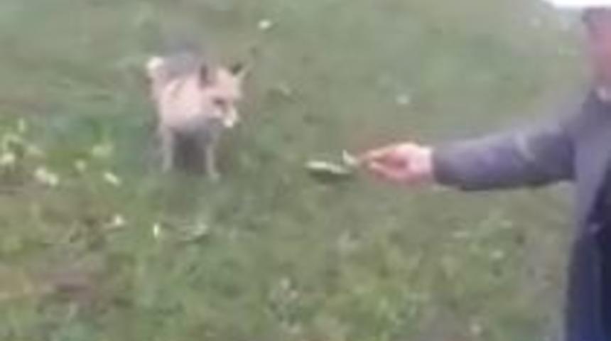 Tilkiyi elleriyle besledi!