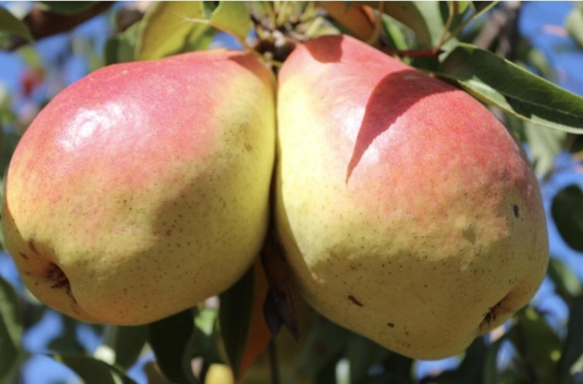 Eğirdir&rsquo;in armut &ccedil;eşitleri, &uuml;cretim ve ticarete ivme sağlayacak