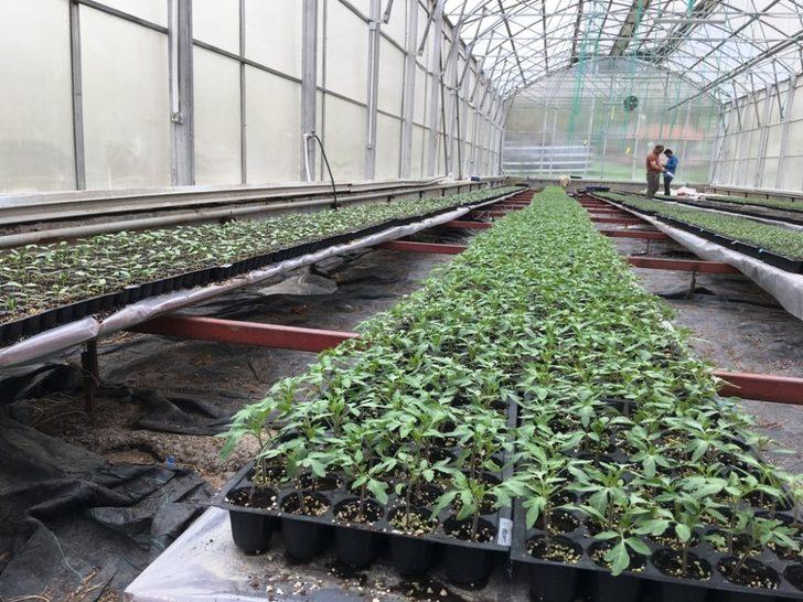 Bingöl Üniversitesinde  fide üretimi G1