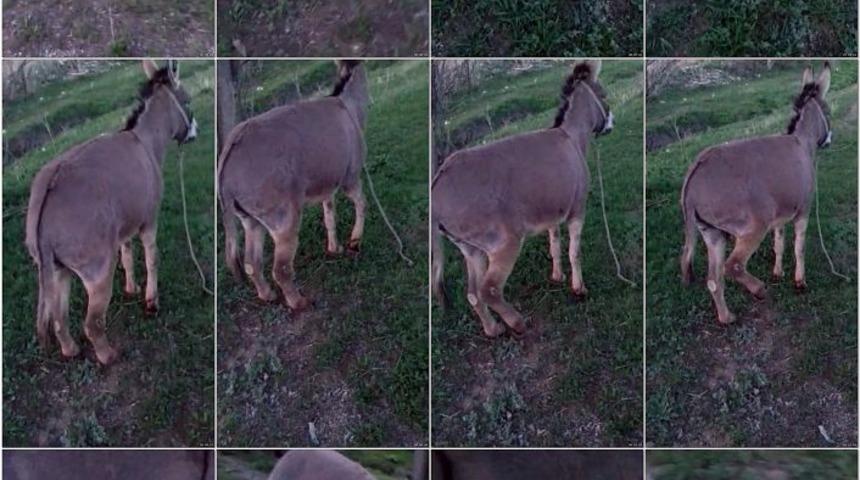 Vahşet! Eşeği trakt&ouml;r&uuml;n arkasına bağlayarak 4 kilometre s&uuml;r&uuml;kledi