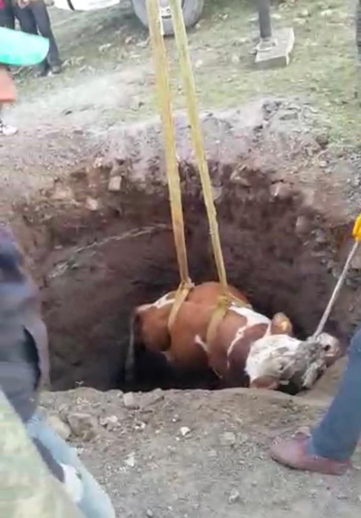 Definecilerin kazdığı kuyuya d&uuml;şen boğa, vin&ccedil;le kurtarıldı
