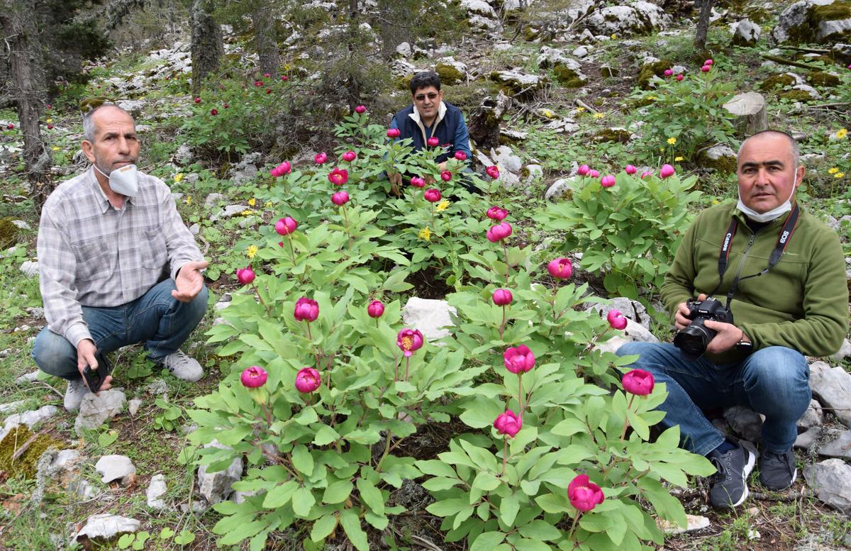 Torosların sembol&uuml; şakayık &ccedil;i&ccedil;eğine zarar vermenin cezası 61 bin 800 TL