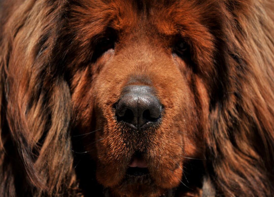 12 &uuml;lke peşinde! Değeri 300 bin TL