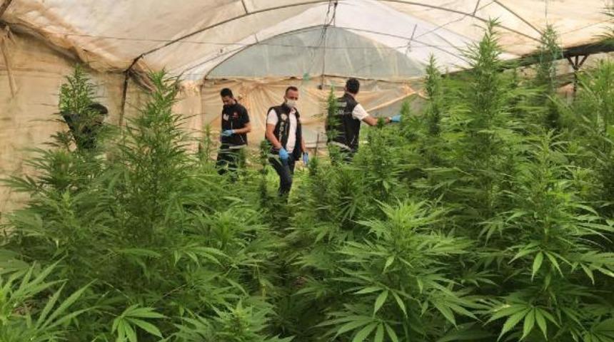 Serada 4 bin 710 k&ouml;k hint keneviri ele ge&ccedil;irildi