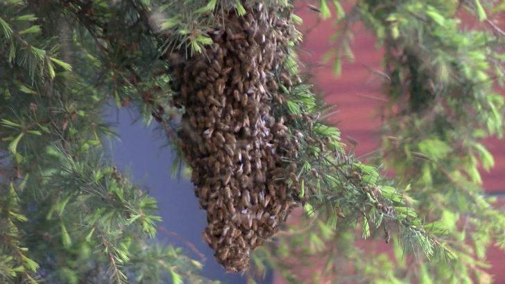 Üsküdar'da arı paniği G2
