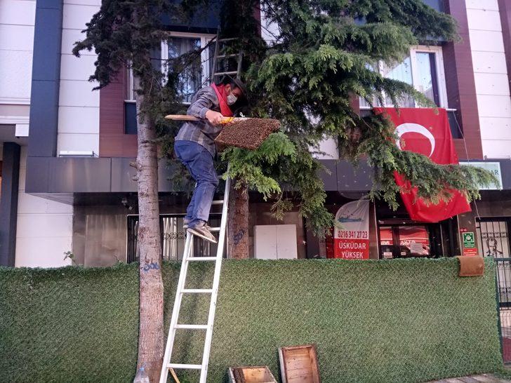 Üsküdar'da arı paniği G4