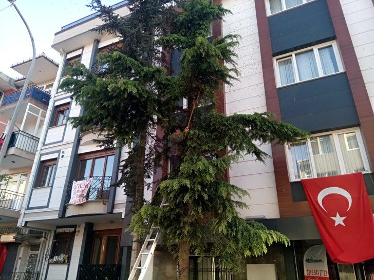 Üsküdar'da arı paniği G5