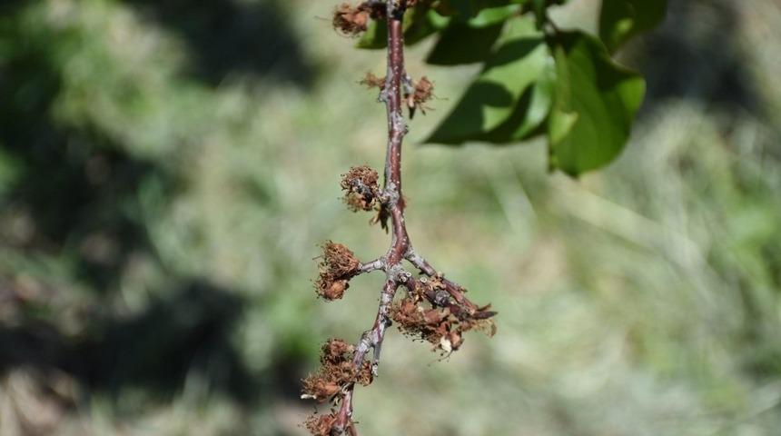 MTÜ Ziraat Fakültesinden Kayısıda Çiçek Monilyası Raporu