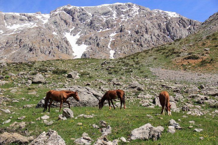 Munzur Dağları doğaya salınan atlarla renklendi G1