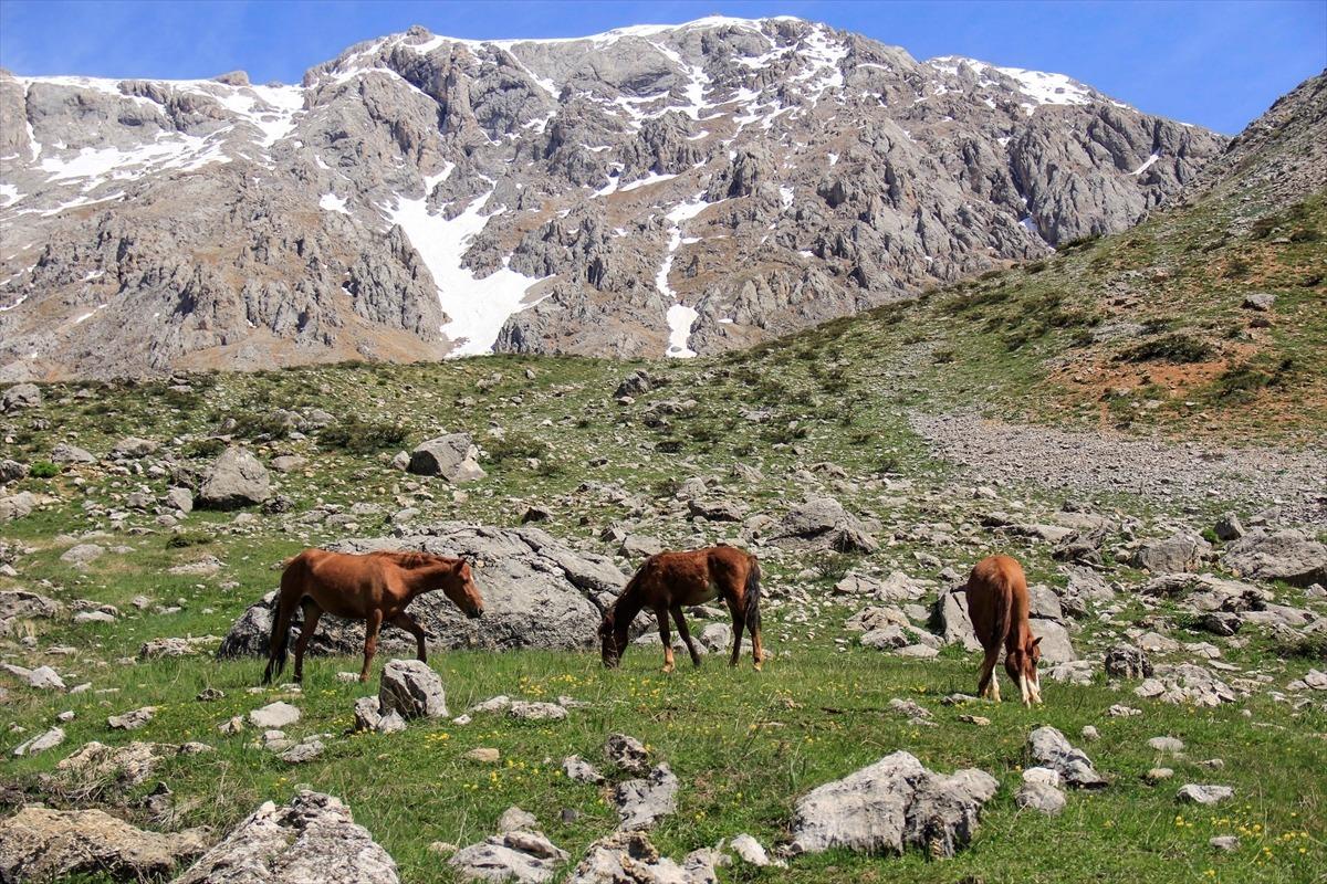 Munzur Dağları doğaya salınan atlarla renklendi
