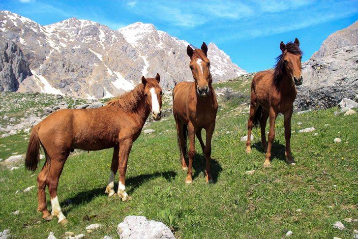 Munzur Dağları doğaya salınan atlarla renklendi G2