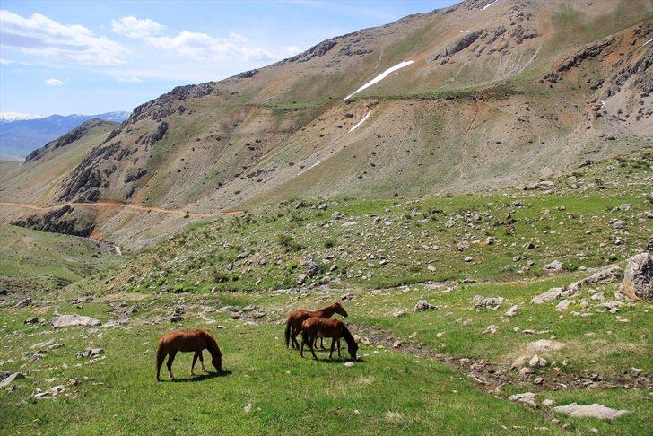 Munzur Dağları doğaya salınan atlarla renklendi G3