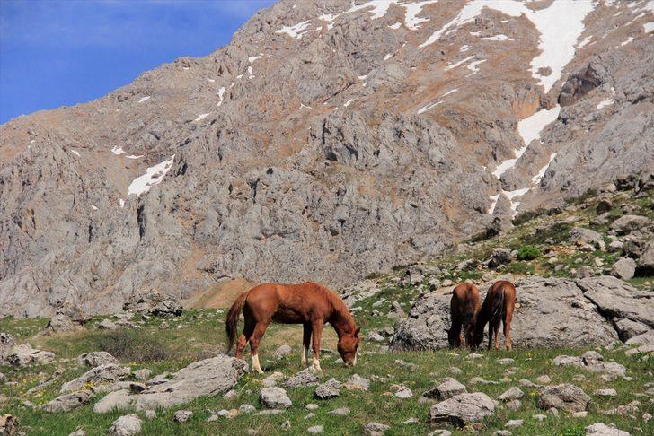 Munzur Dağları doğaya salınan atlarla renklendi G4
