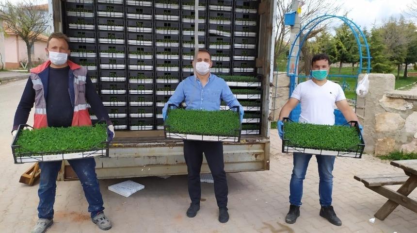 Hisarcık&rsquo;ta 19 &ccedil;ift&ccedil;iye 250 bin ada &ccedil;ayı fidesi dağıtıldı