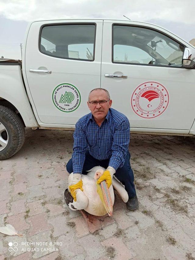 Yaralı bulunan pelikan koruma altına alındı