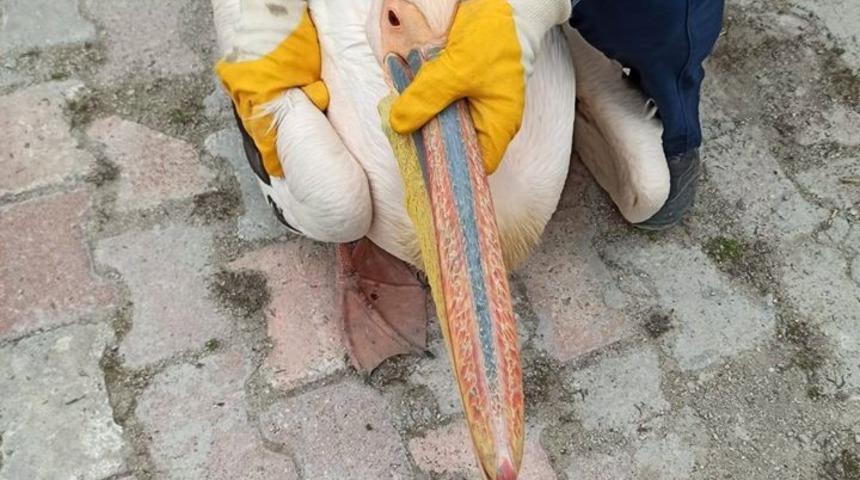 Yaralı bulunan pelikan koruma altına alındı