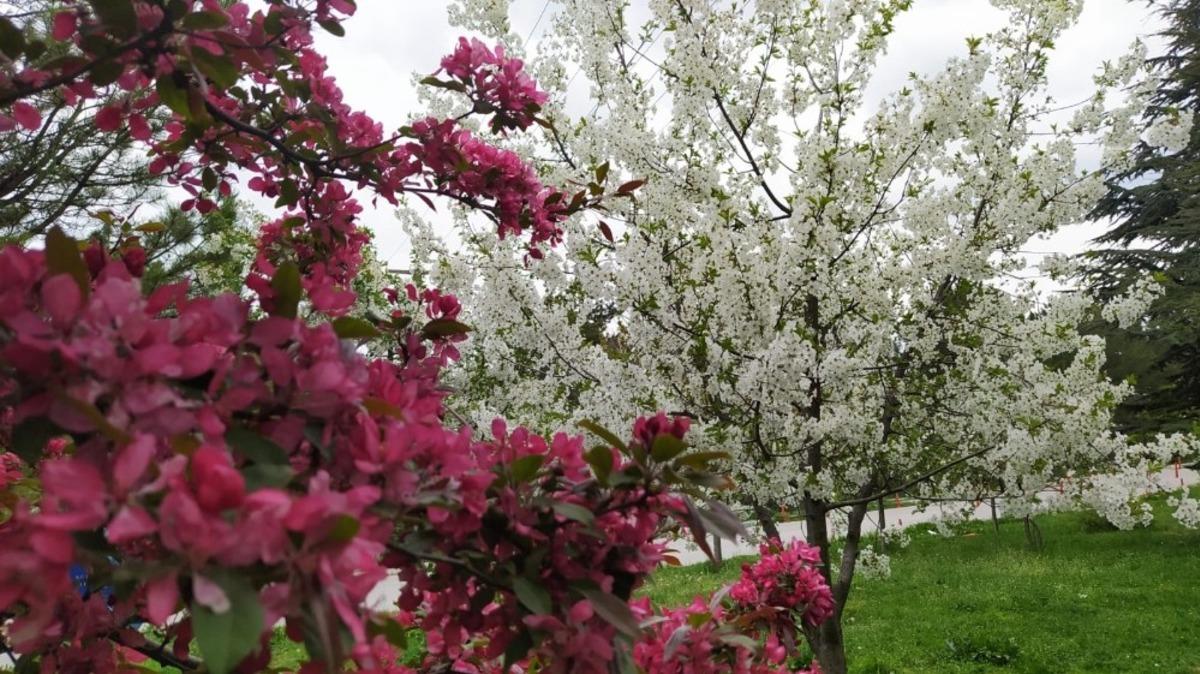 K&uuml;tahya&rsquo;da ilkbahar g&uuml;zelliği