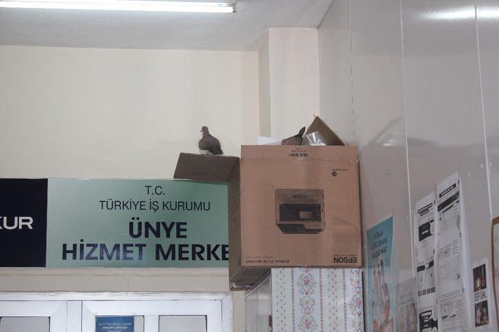 Çifte kumruları kimse rahatsız etmiyor G1