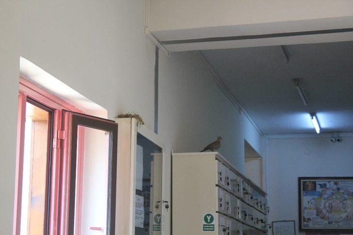 Çifte kumruları kimse rahatsız etmiyor G3