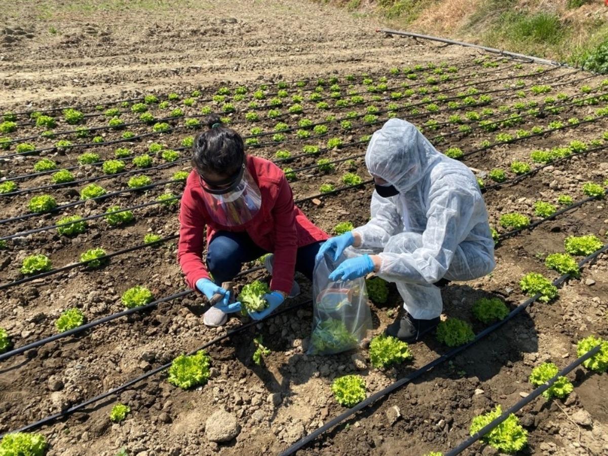 Balıkesir&rsquo;de gıdalar sofraya gelmeden tarlada denetleniyor