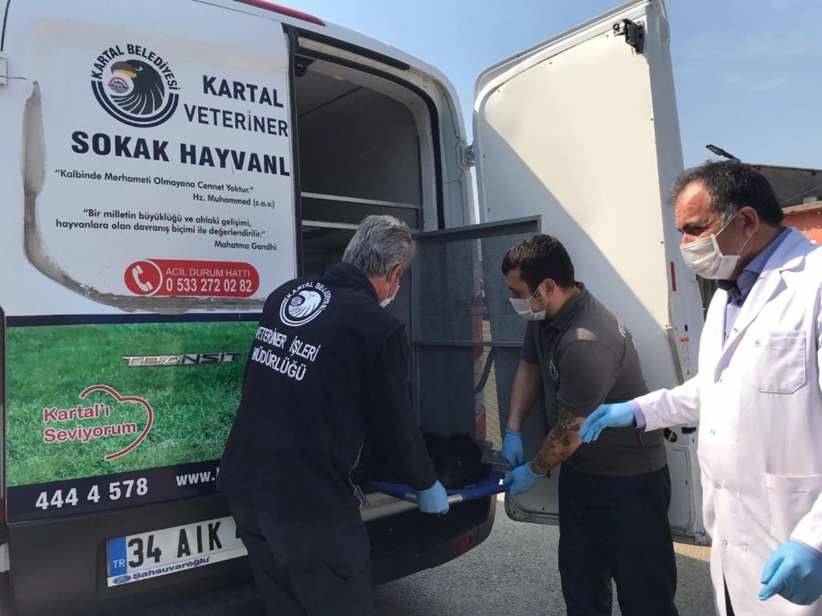 Sokak k&ouml;peğini ve nesli t&uuml;kenmekte olan kuşu, belediye ekipleri kurtardı